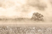 Foggy Wildflower Field Fine Art Print