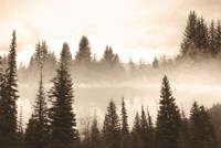 Fog in the Forest Fine Art Print