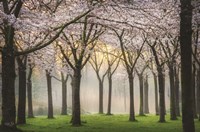Cherry Blossom Festival Fine Art Print