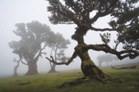 Forest Queen I Fine Art Print