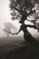 Forest Queen II Fine Art Print