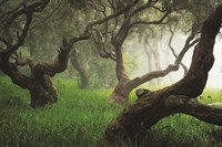 Dancing Fine Art Print