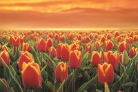 Tulips on Fire Fine Art Print