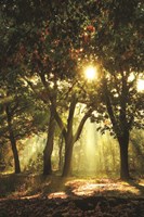 Autumn Light Fine Art Print