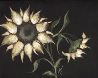 Sunflower on Black Fine Art Print