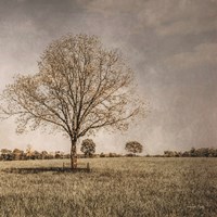 Spring Awakening Fine Art Print