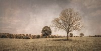 Spring in the Fields Fine Art Print