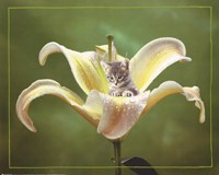 Kitten And Flower Fine Art Print