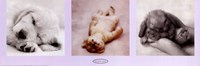 Animal Babies by Richard Henson - 36" x 12"