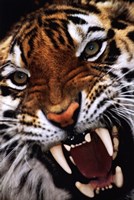 Bengal Tiger Close-Up by Richard Henson - 24" x 36"