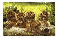 Baby Tiger Wall Poster