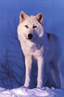 Montana Wolf Wall Poster