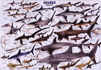 Sharks Framed Print