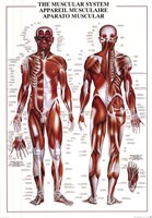 Muscular System Wall Poster