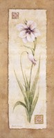 Gladiola Fine Art Print