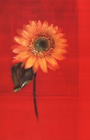 Flower on Red Fine Art Print