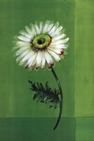 Flower on Green Fine Art Print