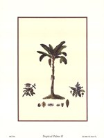 Tropical Palms II by Richard Henson - 6" x 8"