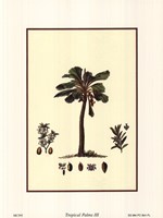 Tropical Palms III by Richard Henson - 6" x 8"