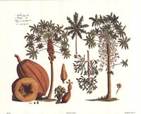Tropical Fruits I by Richard Henson - 11" x 9"