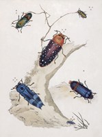 Chelsea Beetles-2 of 3 Fine Art Print