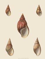 Shells-2 of 8 Fine Art Print