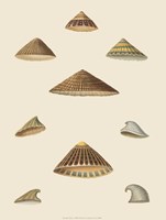 Shells-3 of 8 Fine Art Print