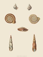 Shells-6 of 8 Fine Art Print