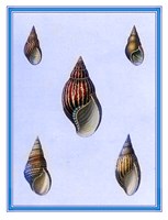 Shells-1 of 4 Fine Art Print