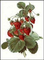 Fruit-4 of 10 (Strawberries) Fine Art Print