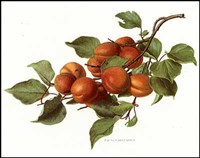 Fruit-8 of 10 (Nectarines) Fine Art Print