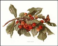Fruit-9 of 10 (Cherries) Fine Art Print