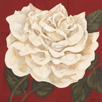Rosa Blanca Grande I Fine Art Print