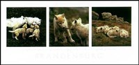 Wolf Family Portrait Fine Art Print