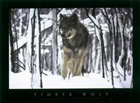 Timber Wolf Fine Art Print