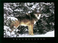 Winter Wolf Fine Art Print