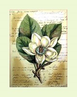 Magnolia Sur La Francais II Hand Colored Print