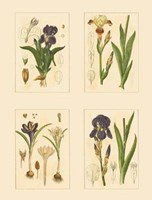Miniature Botanicals I Fine Art Print