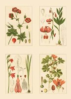 Miniature Botanicals II Fine Art Print
