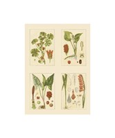 Miniature Botanicals IV Fine Art Print