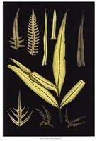 Ferns on Black I Fine Art Print