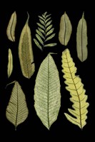 Ferns on Black II Fine Art Print