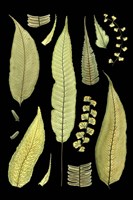 Ferns on Black III by Richard Henson - various sizes