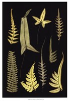 Ferns on Black IV Fine Art Print