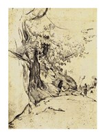 Sepia Tree Study Fine Art Print