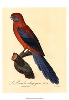 Parrot, PL 78 Fine Art Print