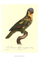 Parrot, PL 89 Fine Art Print