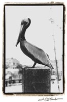 Pelican Perch Fine Art Print