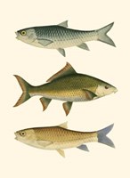 Antique Fish I Fine Art Print