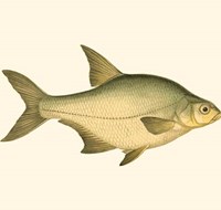 Small Antique Fish I Fine Art Print